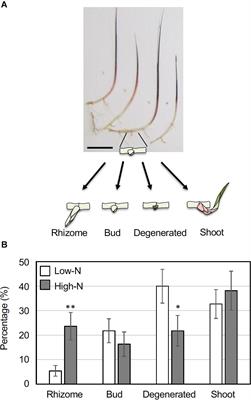 Nitrogen Nutrition Promotes Rhizome Bud Outgrowth via Regulation of Cytokinin Biosynthesis Genes and an Oryza longistaminata Ortholog of FINE CULM 1